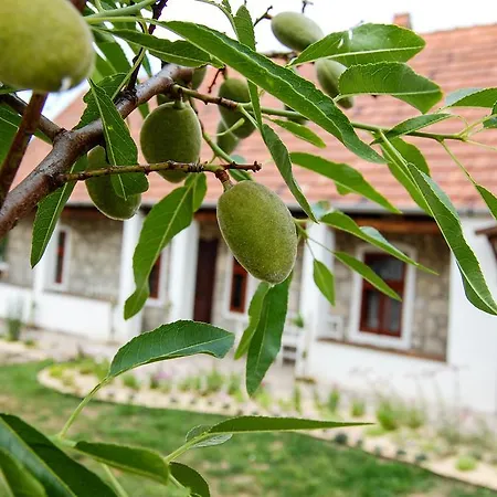 Vitamin B63 Vendeghaz Guest house Boldogkovaralja
