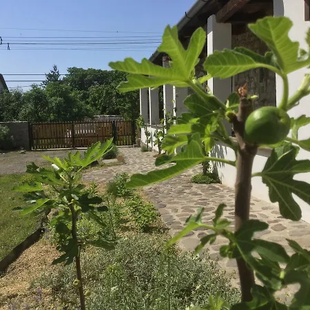 Vitamin B63 Vendeghaz Guest house Boldogkovaralja
